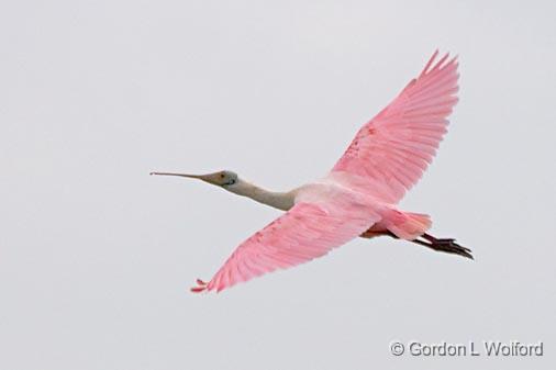 Roseate Spoonbill In Flight_32783.jpg - Roseate Spoonbill (Ajaia ajaja) photographed along the Gulf coast near Port Lavaca, Texas, USA. 